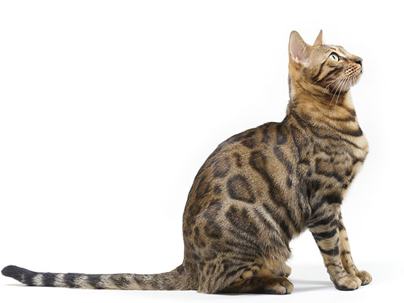 El gato Bengal: pequeo y sociable leopardo
